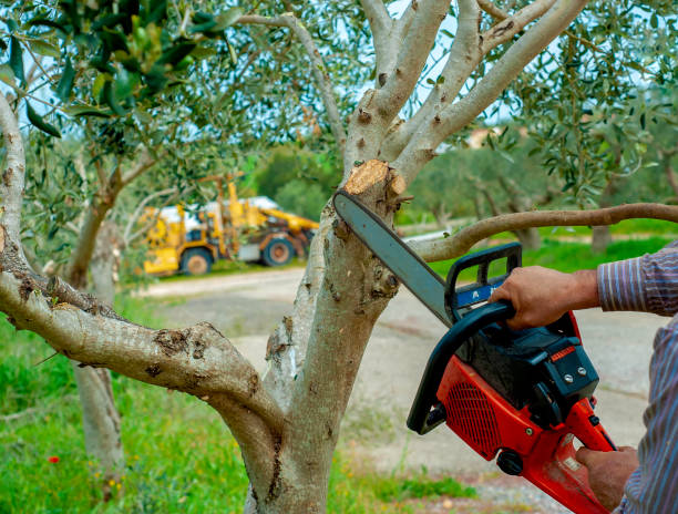 Best Palm Tree Trimming  in USA